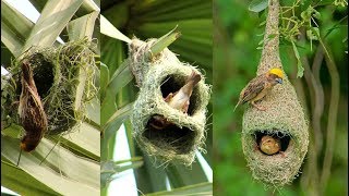 Wild Bird Nests Making Full Process  Baya Weaver Bird NestHouse Build Up In Palm Tree [upl. by Mccandless]