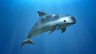 Vaquita 🐬 The Smallest amp Rarest Marine Mammal [upl. by Ailic]