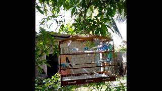 Trinidad Bullfinch  Sifu part 2 singing in form [upl. by Ahsein157]