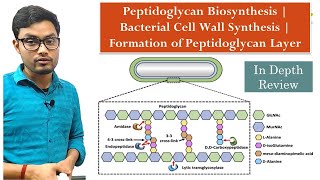 Peptidoglycan Biosynthesis  Bacterial Cell Wall Synthesis  Formation of Peptidoglycan Layer [upl. by Afnin]