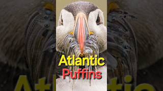 Atlantic Puffins shorts youtubeshorts puffins [upl. by Drislane]