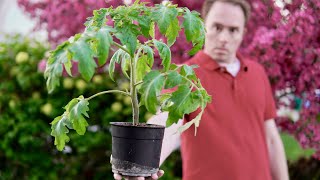 How and where to buy tomato plants and reasons to grow your own [upl. by Anaud]