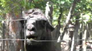 Llama aka Spitting Machine Eating Chinese tallow trees Triadica sebifera [upl. by Eidderf]