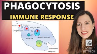 PHAGOCYTOSISAlevel Biology Phagocytes and macrophages engulf pathogens amp lysozyme destroys them [upl. by Fredi652]