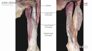 Anatomy of the Upper Limb Arm  Posterior View [upl. by Culliton]