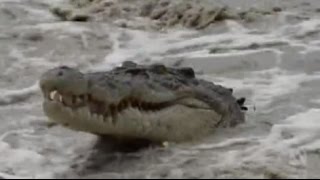 People crocodiles amp vehicles at Cahills Crossing in the Top End [upl. by Scholz]