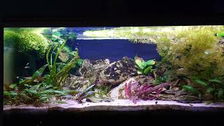 The Limia Islai aquarium [upl. by Ahc]