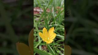 Yellow lily  Zephyranthes citrina plant [upl. by Noislla225]