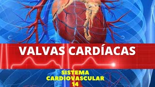 VALVAS CARDÍACAS  SISTEMA CARDIOVASCULAR 14 [upl. by Angelina]