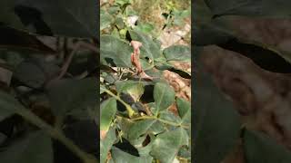 I interrupted her breakfast this morning on my Milkweed vine caterpillar amp relocated to a 🌹 bush [upl. by Noevad]