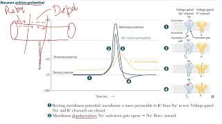 FIRST AID  STEP 1 Neuron Action Potential amp Neuron Receptors [upl. by Marl]