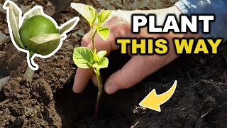 How to Grow Tomatillos Step by Step [upl. by Atteugram909]