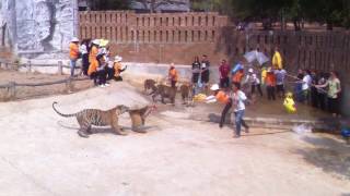 Tiger Temple Kanchanaburi  Wat Pa Luangta Bua Yannasampanno [upl. by Nolasba]