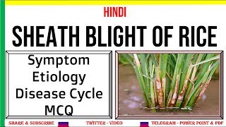 Sheath Blight of Rice Symptom Etiology MCQ amp Disease Cycle  Rhizoctonia solani PAC 15 [upl. by Sergeant38]