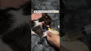 Helping Beautiful Kitten 😘🥰🥰 [upl. by Abehshtab]