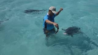 Hand Feeding Monster 100lb Giant Trevally GTs in the Cook Islands  IFISH [upl. by Eustace]