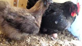 Silkie Bantam Stealing Eggs [upl. by Archy]