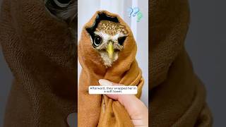 A man rescued a lost baby owl giving it a warm home shorts [upl. by Artnoed]