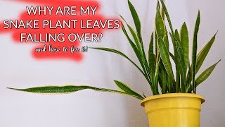 Snake Plant Leaves Falling Over How To Prune amp Propagate  Joy Us garden [upl. by Bertold]