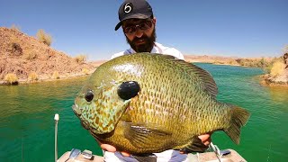 I CAUGHT the BLUEGILL OF MY DREAMS EPIC [upl. by Igiul]