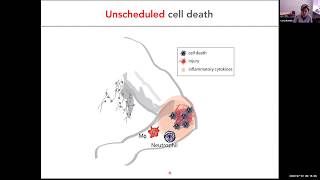 quotPhosphatidylserine sensing in life and deathquot by Dr Carla Rothlin [upl. by Joao]