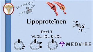 Lipoproteïnen deel 3 VLDL IDL amp LDL [upl. by Yrotciv]