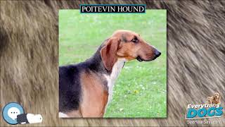 Poitevin hound 🐶🐾 Everything Dog Breeds 🐾🐶 [upl. by Randal]