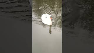 Wings of Friendship When Swans Draw Near [upl. by Lareneg881]