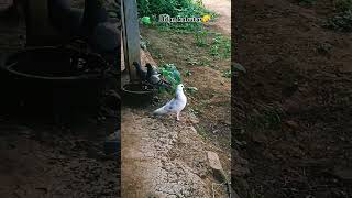 subhha uda tha dophar ko utra pigeon answer birds subscribe kabootarattitude realpigeons [upl. by Camilla]