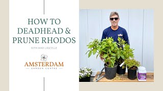 How to Deadhead amp Prune Rhododendrons [upl. by Suoicerp]