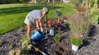 October Clearance Planting Phlox Hibiscus Yarrow and Kniphofia Added to the Fall Garden [upl. by Olonam853]