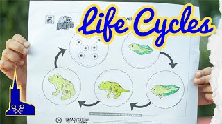 Frog Life Cycle explained by Year 2 [upl. by Fowle478]