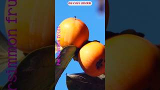 Persimmon Fruits fruit nature persimmon youtube shorts [upl. by Daegal]