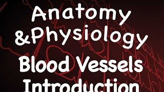 Cardiovascular System  Introduction to Blood Vessels 1408 [upl. by Direj]