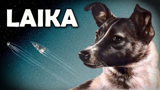 Laika The Tragic Story of the First Dog in Space [upl. by Nilyram]