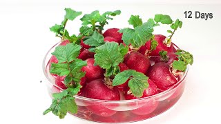 Store bought Radish reGrowing  Timelapse [upl. by Divad]