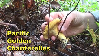 WA Fungquest Chanterelle Mushroom Hunting Capitol Forest Olympia [upl. by Ahsekar]