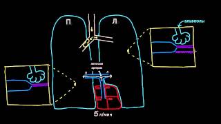Гипоксическая легочная вазоконстрикция [upl. by Euqinna]