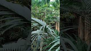 JUNGLE DOME CENTERPARCS HEIJDERBOS [upl. by Aryad]