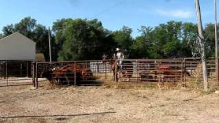 Cattle handling with horse and dogs using Bud Williams method [upl. by Bissell]