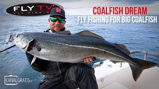 FLY TV  Coalfish Dream  Fly Fishing for Big Coalfish [upl. by Eiuol]