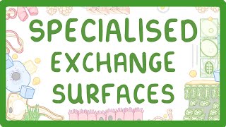 GCSE Biology  Specialised Exchange Surfaces [upl. by Ras]