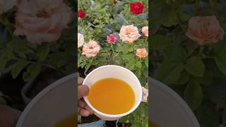 Rose fertilizergarden rose video [upl. by Tenrag]