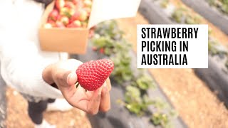 Strawberry Picking Australia  Beerenberg Farm Vlog [upl. by Midan]