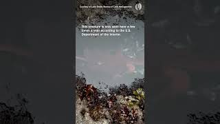 Giant Pacific octopus spotted at Yaquina Head tidepools in Oregon [upl. by Sheedy551]