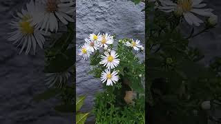 Beautiful American asters flower [upl. by Ahsemed]