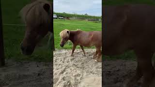 horse pony paard happy stablelife stal littleprincess [upl. by Etterraj98]