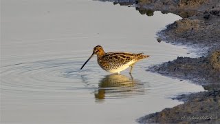 Common Snipe Gallinago gallinago  Bekassine [upl. by Storz86]