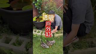 鴨子讓戶外缸變熱鬧好多🦆你的戶外缸、風水缸、招財缸也都有放在財位嗎？和我分享你的戶外缸吧！孔雀魚 生態缸 自然 招財 財運 魚缸 學習 教學 方法 宇魚水族 [upl. by Bena564]