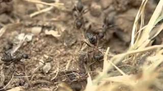 Parasitoid wasp Elasmosoma luxemburgense ovipositing in ants Formica rufibarbis [upl. by Mayram]